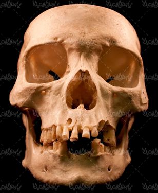 skull
