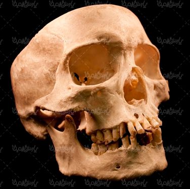 skull