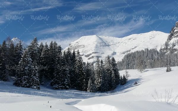 Snowy landscape