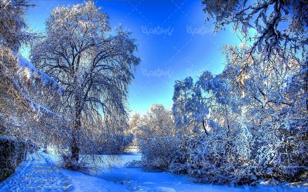 Snowy landscape