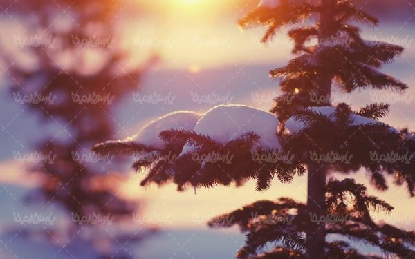 Snowy landscape