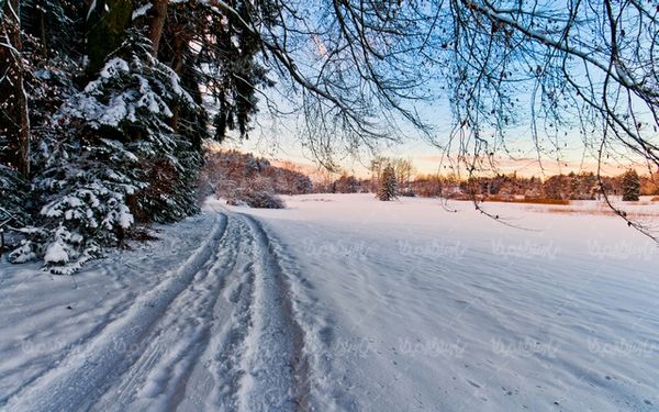 Winter landscape