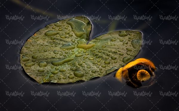 برگ روی آب