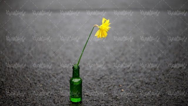 گل
