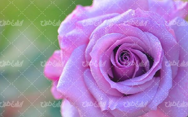 natural flower