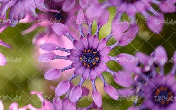 natural flower