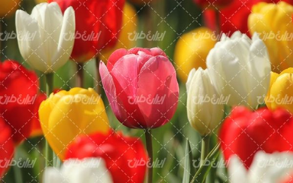natural flower