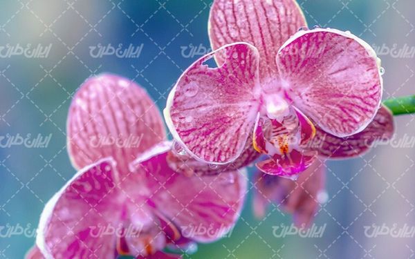 natural flower