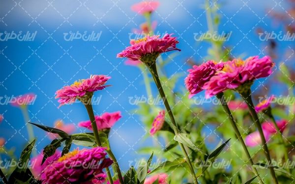 beautiful flower