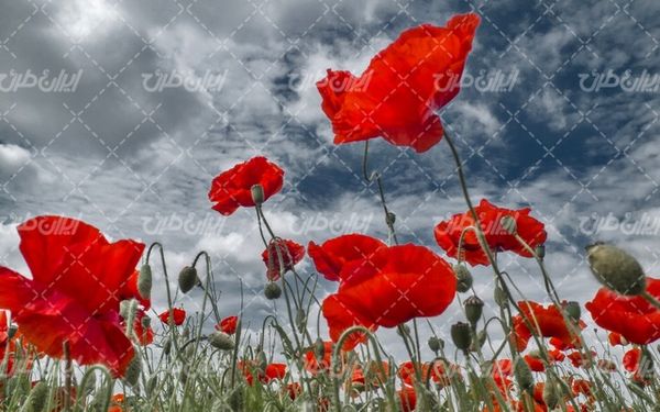 beautiful flower