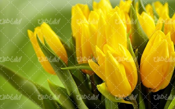beautiful flower
