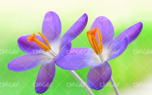 beautiful flower