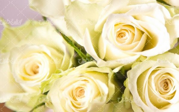 florist