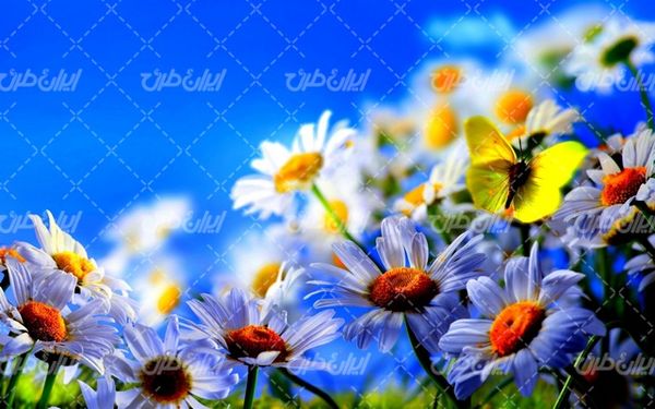 بهار