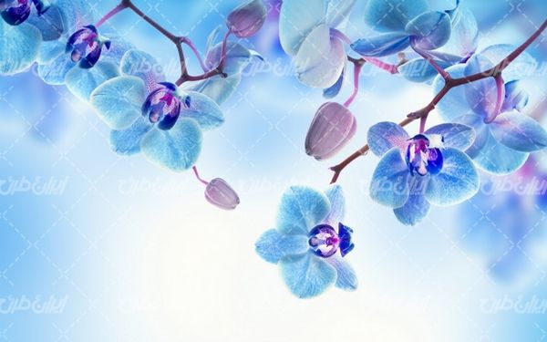 بهار