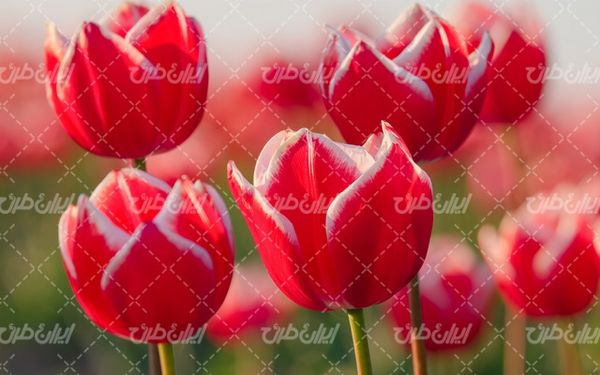 beautiful flower