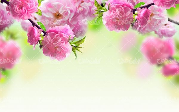 beautiful flower
