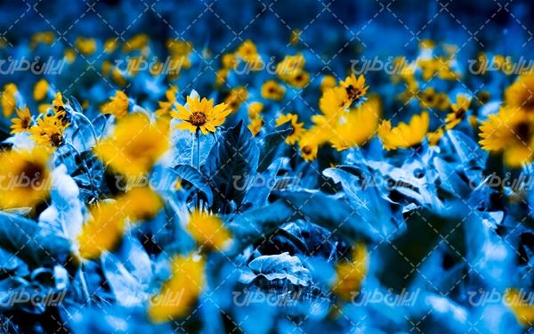 beautiful flower