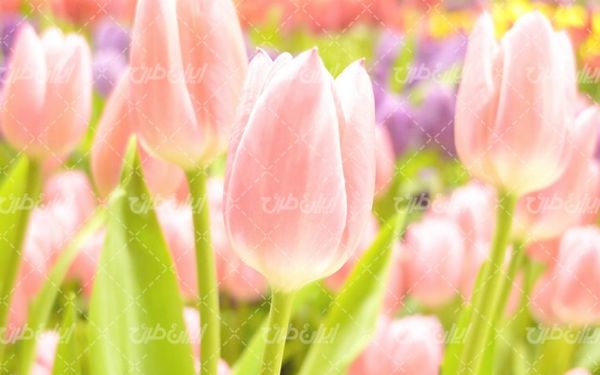 beautiful flower