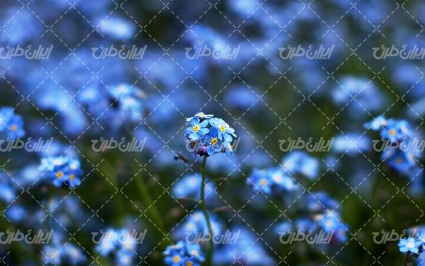 beautiful flower