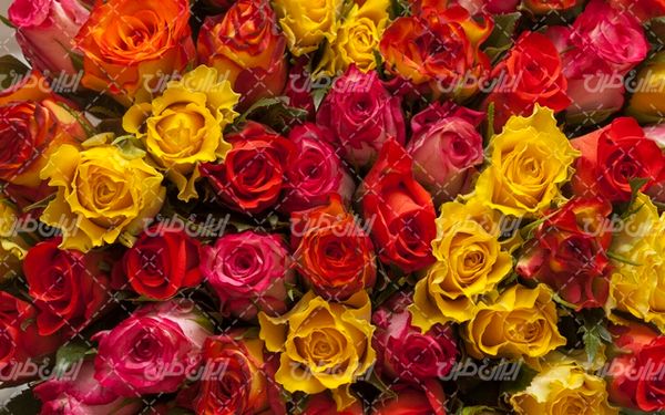 beautiful flower