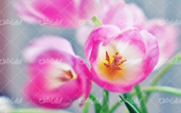 beautiful flower