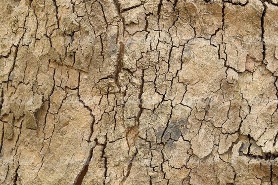 Tree trunk texture