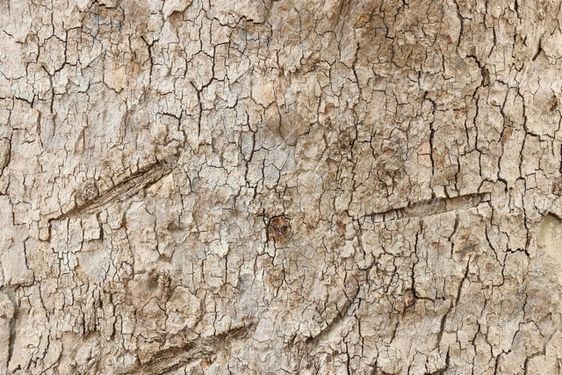 Tree trunk texture