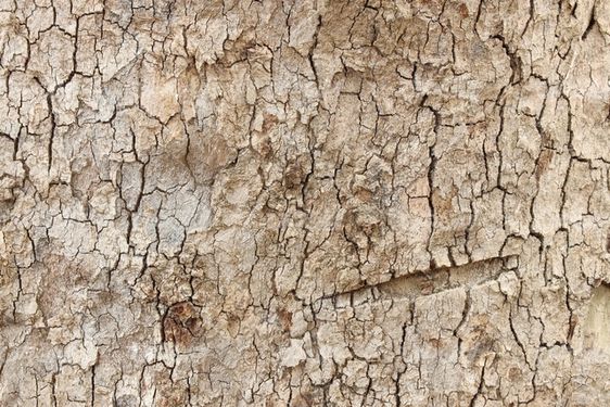 Tree trunk texture