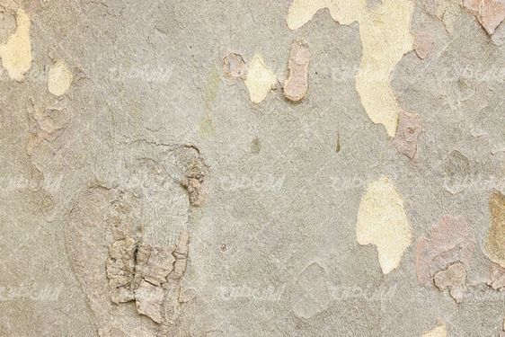 Tree trunk texture