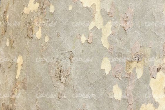 Tree trunk texture