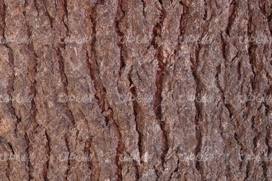 Tree trunk texture