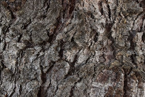 Tree trunk texture