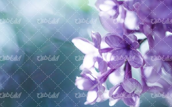 گل زیبا