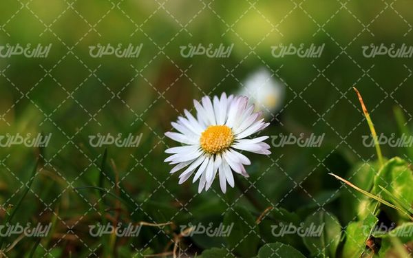 گل زیبا