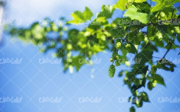 شاخه درخت