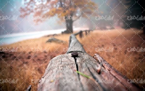 کنده درخت