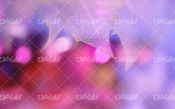 پس زمینه