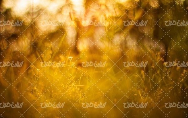 پس زمینه طلایی