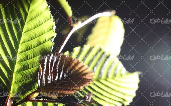 برگ