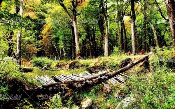 تصویر با کیفیت منظره پل چوبی تخریب شده و جنگل انبوه