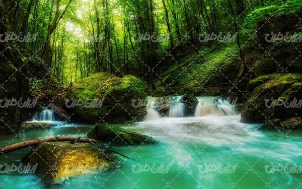 تصویر با کیفیت منظره زیبای رودخانه جنگلی به همراه درخت