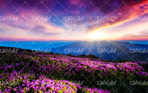 تصویر با کیفیت منظره زیبای گلهای بهاری همراه با غروب آفتاب