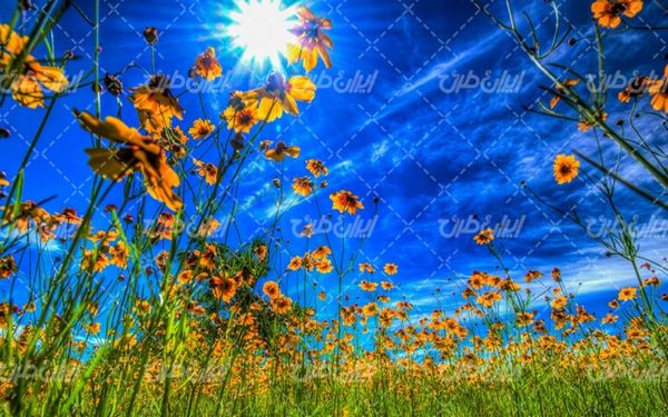 تصویر با کیفیت منظره زیبای فصل بهار همراه با آسمان آبی و خورشید