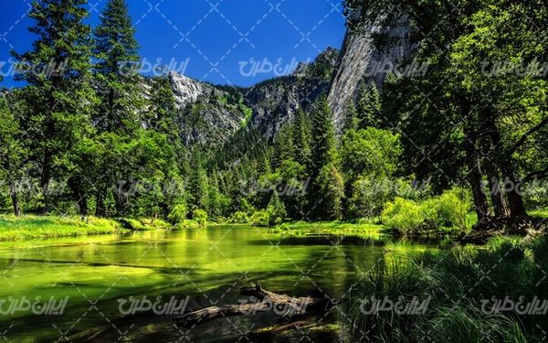 تصویر با کیفیت منظره زیبای رودخانه همراه با درخت و جنگل