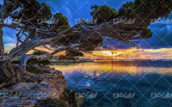 تصویر با کیفیت منظره زیبای غروب آفتاب همراه با درخت و دریاچه