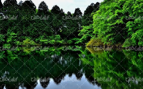 تصویر با کیفیت منظره زیبای دریاچه همراه با طبیعت درخت و تابستان