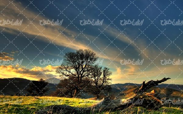 تصویر با کیفیت منظره زیبای غروب آفتاب همراه با درخت و کنده درخت