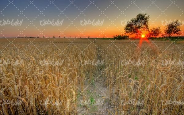 تصویر با کیفیت منظره غروب آفتاب همراه با مزرعه گندم و درخت