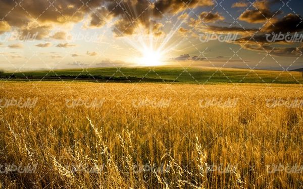 تصویر با کیفیت منظره غروب آفتاب همراه با مزرعه گندم و درخت
